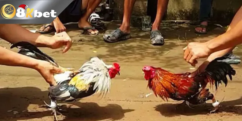Đá Gà Cựa Dao 8kbetn net Cược Hấp Dẫn Cơ Hội Thắng Lớn Giới thiệu Đá gà cựa dao