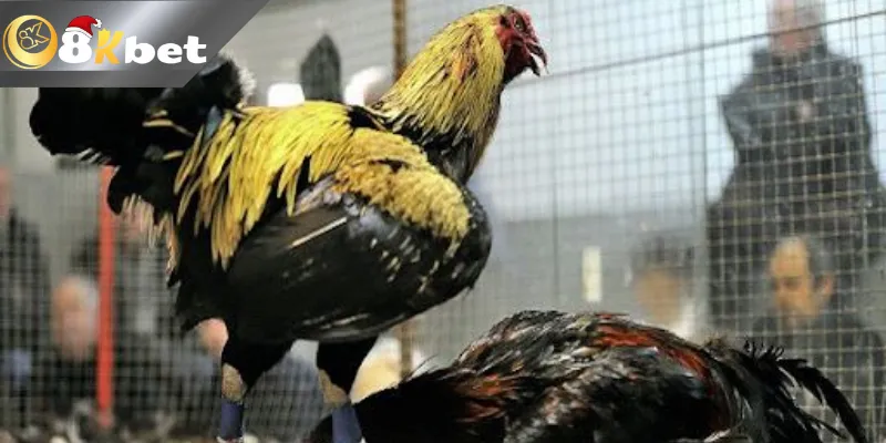 Đá Gà Cựa Dao 8kbetn net Cược Hấp Dẫn Cơ Hội Thắng Lớn Cách chọn kèo dựa vào việc quan sát ngoại hình chiến kê chuẩn nhất